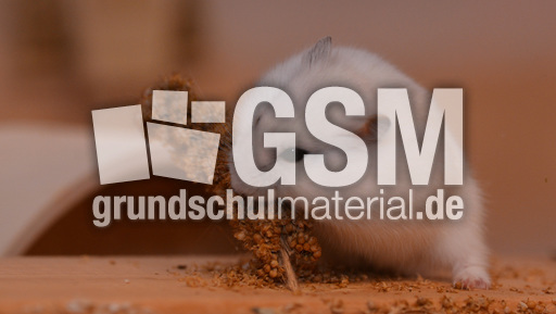 Dsungarischer_Zwerghamster (16).JPG